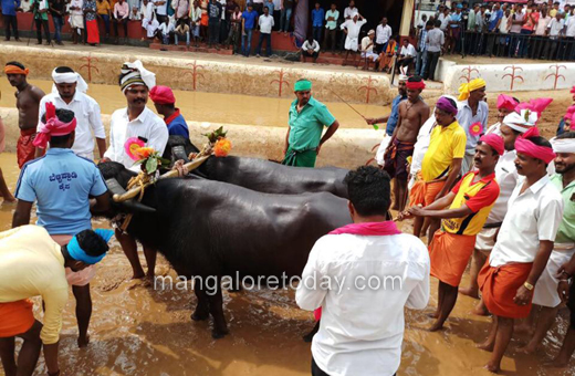 kot chennai jodu kere kambla